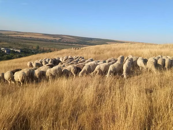 Schaf, Schafe — Republik Moldau