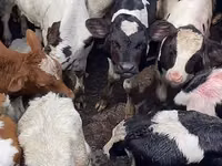 Buğa, Russian Black pied cattle — foto 1