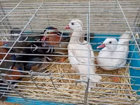 Ducks — फ़ोटो 2