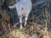 Ziege, Saanen goat — Foto 2