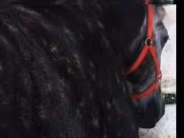 Mare, Horses