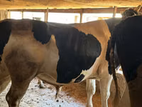 Bull, Cattle — photo 3