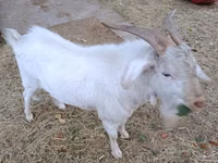 Capră, Beetal goats — foto 2