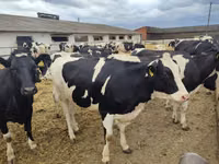 Vacă, Rasa Holstein — foto 5