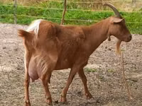 Chèvre, Alpine goat — photo 5