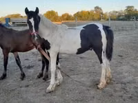 Aygʻir, Friesian — 7-rasm