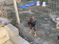 Shamo chickens — foto 6