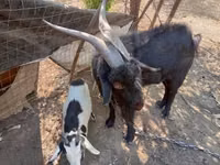 Boucs, Nubian Goat — photo 2