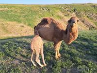 Tuya, Tuyalar — 2-rasm