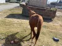 Cheval, Chilean horse — photo 3