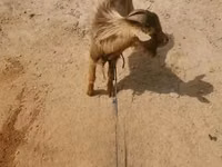 公山羊, Goats — 照片 2
