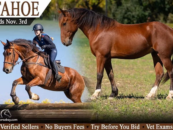 حصان, Percheron