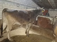 Kuh, Holstein-Rasse — Foto 2