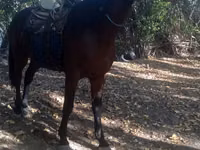 Caballo, Friesian sport horse — foto 4