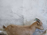 عنزة, Saanen goat — الصورة 1