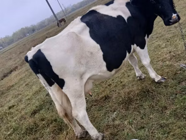 Vacă, Russian Black pied cattle — Republica Moldova