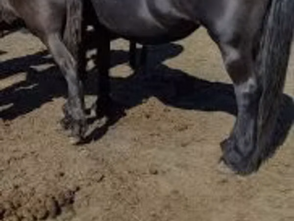 Iapă, Friesian