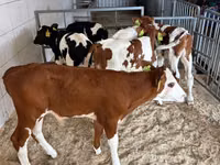 公牛, Cattle — 照片 5