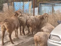 Brebis, Moutons — photo 1