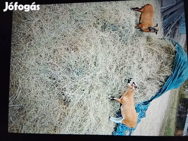 Oaie, Cameroon sheep