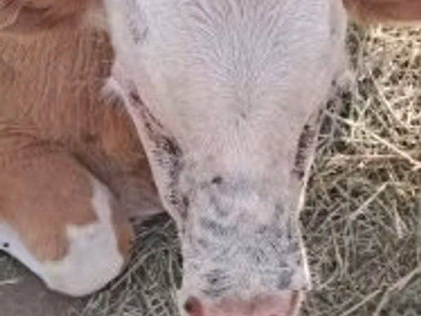 Taureau, Simmental cattle