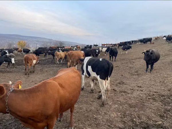 Bou, Russian Black pied cattle
