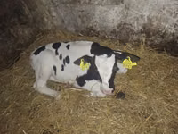 Bull, Simmental cattle — photo 3
