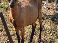 Ziege, Nubian Goat — Foto 2