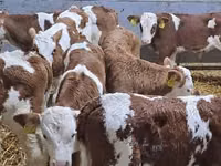 Bovine (lot, sex nespecificat), Simmental cattle — foto 4
