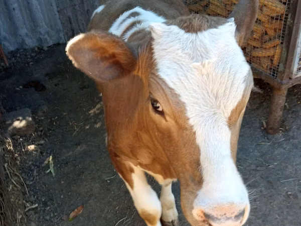 Kuh, Simmental cattle — Republik Moldau