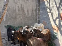 Ziegenbock, Ziegen — Foto 1