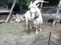 Billy Goat, Saanen goat — photo 2