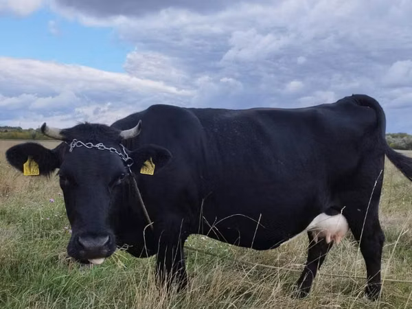 Vaca, Aberdeen-Angus
