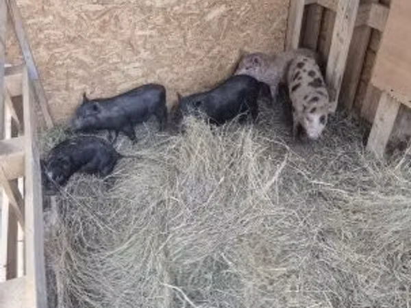 Vier, Porci