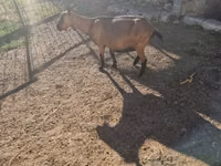 Cabra, Cabras — foto 1