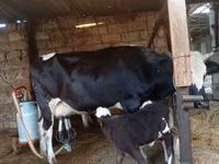 İnək, Russian Black pied cattle — foto 5
