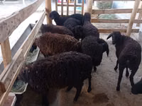 Qoʻy, Tajik sheep — 2-rasm