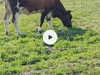 Sigir, Simmental cattle — 5-rasm