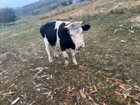 Bulle, Russian Black pied cattle — Foto 2