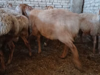 كبش, Arashan sheep — الصورة 6