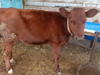 Bulle, Rinder — Foto 3