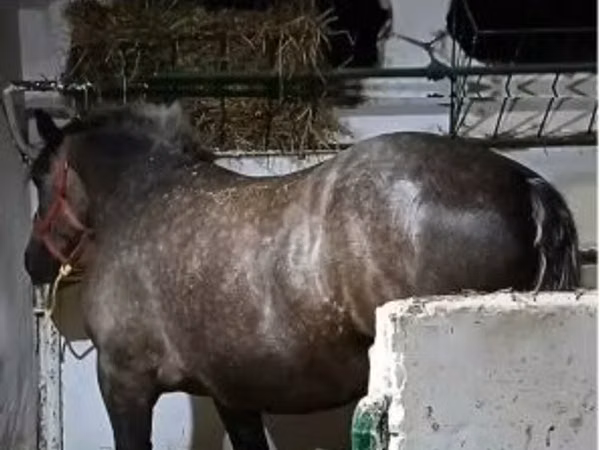 Mare, Horses