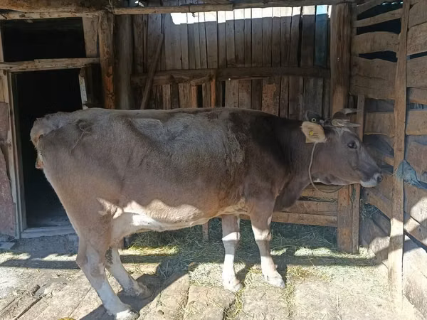 Kuh, Simmental cattle