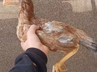 Chickens — الصورة 1