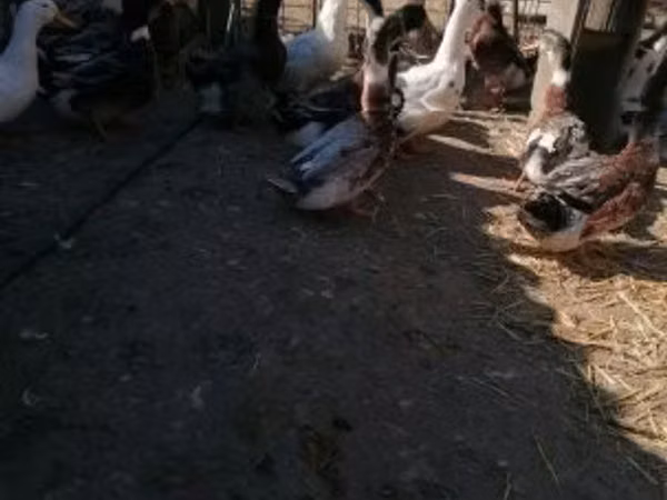 रूएन