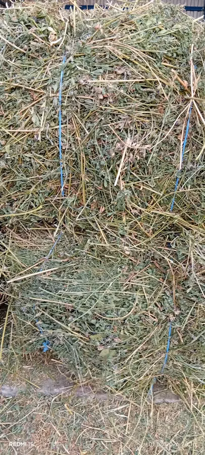 Vind baloti de lucerna70\ 40 lei  ,griu 3.5 lei/kg. fin40 lei