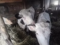 Vacă, Rasa Holstein — foto 1