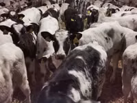 Rinder (Partie, Geschlecht nicht angegeben), Russian Black pied cattle — Foto 6