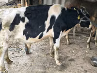 Touro, Russian Black pied cattle — foto 1