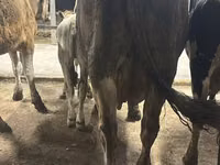 Kuh, Ukrainian Brown Dairy Cattle — Foto 4